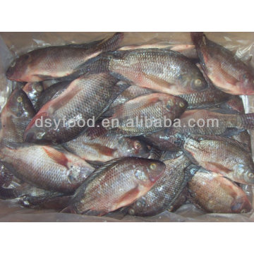 Frozen Tilapia Whole Round